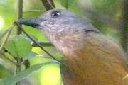Bower's Shrike-thrush (Colluricincla boweri)